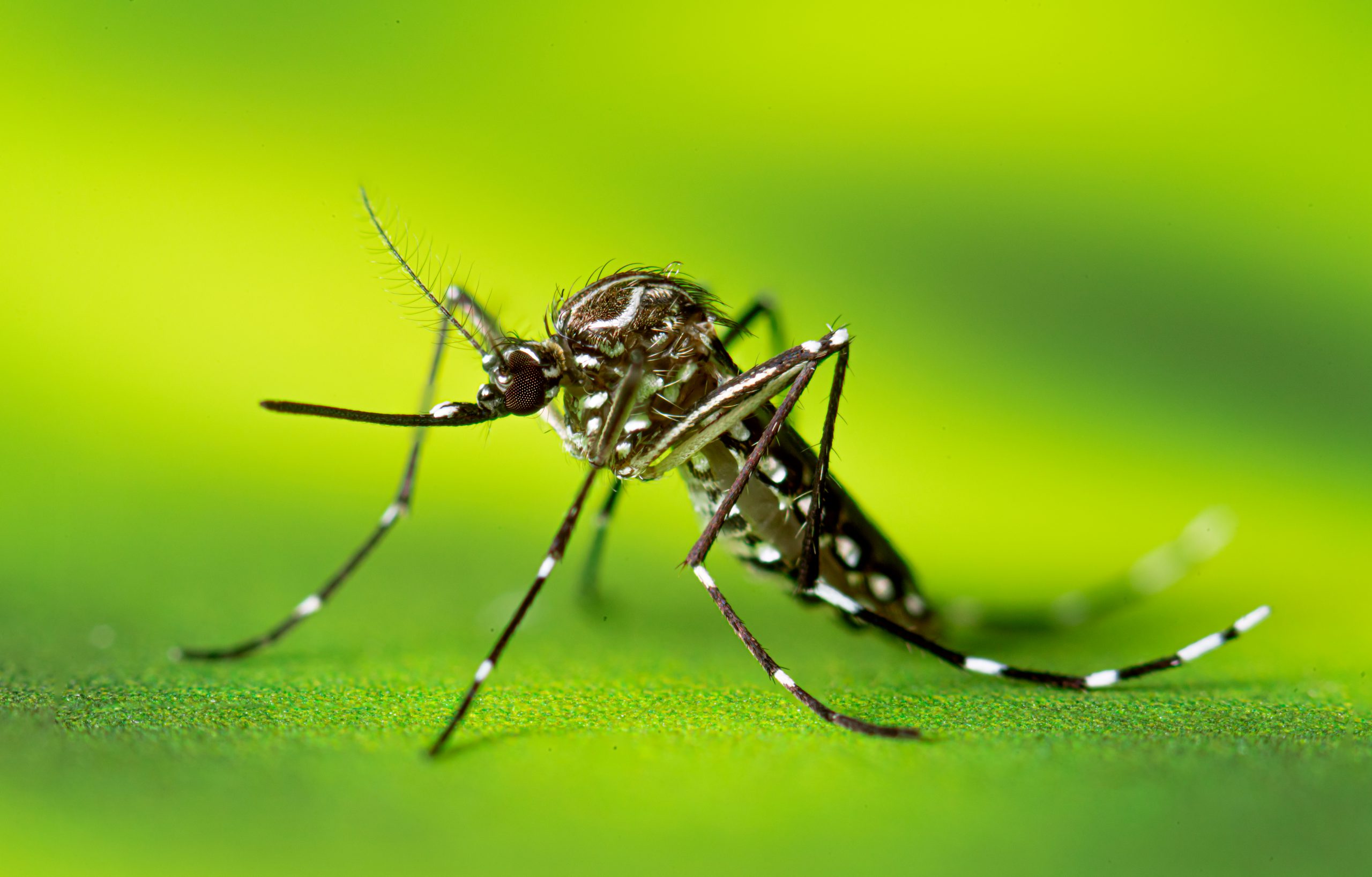 Mosquito Adult